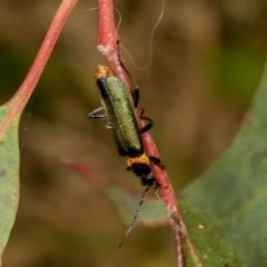 Chauliognathus lugubris at Hawker, ACT - 5 Nov 2023 11:34 AM