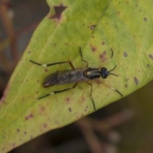 Therevidae (family) at Hawker, ACT - 5 Nov 2023