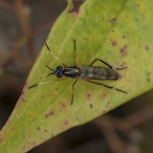 Therevidae (family) at Hawker, ACT - 5 Nov 2023