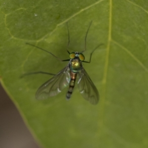 Austrosciapus sp. (genus) at Hawker, ACT - 5 Nov 2023