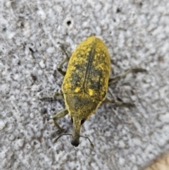 Larinus latus (Onopordum seed weevil) at Denman Prospect, ACT - 11 Nov 2023 by AaronClausen