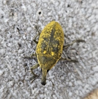 Larinus latus (Onopordum seed weevil) at Denman Prospect, ACT - 11 Nov 2023 by AaronClausen