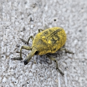 Larinus latus at Denman Prospect, ACT - 11 Nov 2023 06:30 PM