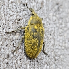 Larinus latus at Denman Prospect, ACT - 11 Nov 2023