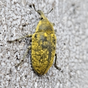 Larinus latus at Denman Prospect, ACT - 11 Nov 2023 06:30 PM