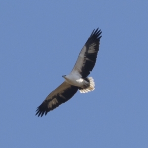 Haliaeetus leucogaster at Illilanga & Baroona - 1 May 2021 12:37 PM