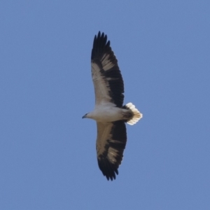 Haliaeetus leucogaster at Illilanga & Baroona - 1 May 2021 12:37 PM