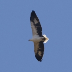 Haliaeetus leucogaster at Illilanga & Baroona - 1 May 2021 12:37 PM