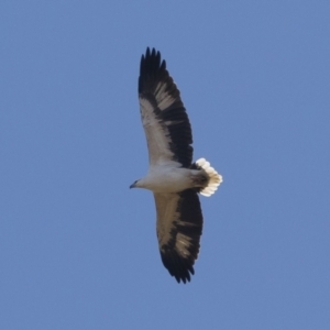 Haliaeetus leucogaster at Illilanga & Baroona - 1 May 2021 12:37 PM