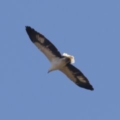 Haliaeetus leucogaster at Illilanga & Baroona - 1 May 2021 12:37 PM