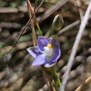 Thelymitra sp. (pauciflora complex) at QPRC LGA - 11 Nov 2023