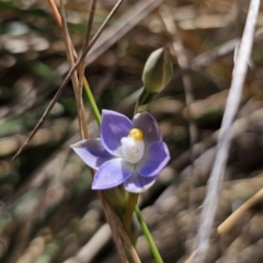 Thelymitra sp. (pauciflora complex) at QPRC LGA - 11 Nov 2023