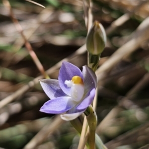 Thelymitra sp. (pauciflora complex) at QPRC LGA - 11 Nov 2023