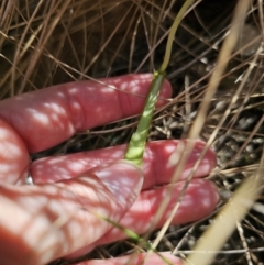 Thelymitra sp. (pauciflora complex) at QPRC LGA - 11 Nov 2023