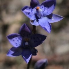 Thelymitra x truncata (Truncate Sun Orchid) at Captains Flat, NSW - 11 Nov 2023 by Csteele4