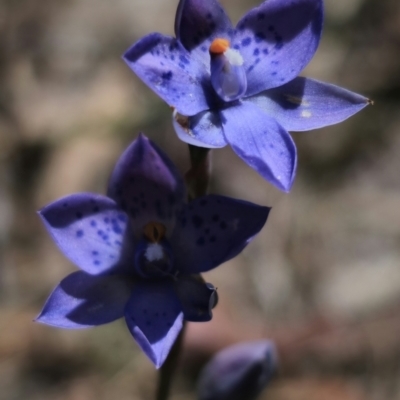 Thelymitra x truncata (Truncate Sun Orchid) at QPRC LGA - 11 Nov 2023 by Csteele4