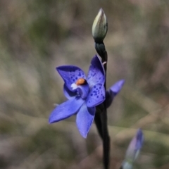 Thelymitra x truncata at QPRC LGA - suppressed