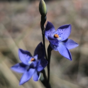 Thelymitra x truncata at suppressed - 11 Nov 2023