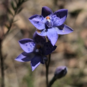 Thelymitra x truncata at suppressed - 11 Nov 2023