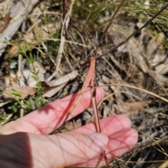 Thelymitra x truncata at suppressed - 11 Nov 2023