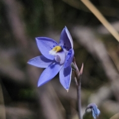 Thelymitra simulata (Graceful Sun-orchid) at QPRC LGA - 11 Nov 2023 by Csteele4
