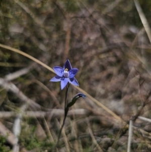 Thelymitra simulata at QPRC LGA - suppressed