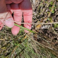 Thelymitra simulata at QPRC LGA - suppressed