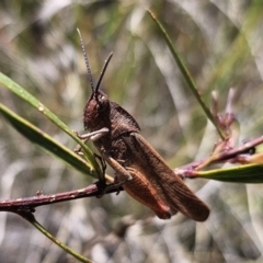 Goniaea australasiae (Gumleaf grasshopper) at Captains Flat, NSW - 11 Nov 2023 by Csteele4