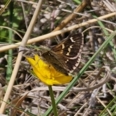 Pasma tasmanica (Two-spotted Grass-skipper) at Captains Flat, NSW - 11 Nov 2023 by Csteele4