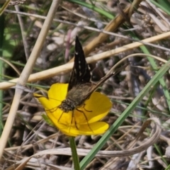 Pasma tasmanica at QPRC LGA - 11 Nov 2023