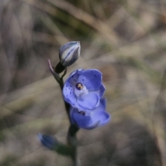 Thelymitra juncifolia (Dotted Sun Orchid) at Captains Flat, NSW - 11 Nov 2023 by Csteele4