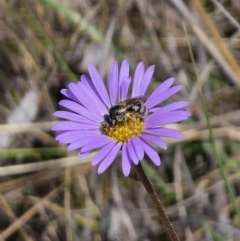 Lasioglossum (Chilalictus) sp. (genus & subgenus) (Halictid bee) at Captains Flat, NSW - 11 Nov 2023 by Csteele4
