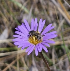 Lasioglossum (Chilalictus) sp. (genus & subgenus) at QPRC LGA - 11 Nov 2023