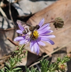 Villa sp. (genus) (Unidentified Villa bee fly) at Carwoola, NSW - 11 Nov 2023 by Csteele4