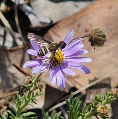 Villa sp. (genus) (Unidentified Villa bee fly) at Carwoola, NSW - 11 Nov 2023 by Csteele4