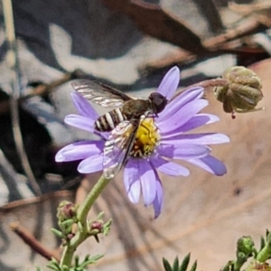 Villa sp. (genus) at QPRC LGA - 11 Nov 2023