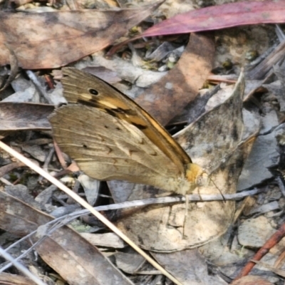 Heteronympha merope (Common Brown Butterfly) at Carwoola, NSW - 11 Nov 2023 by Csteele4