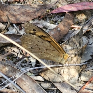 Heteronympha merope at QPRC LGA - 11 Nov 2023