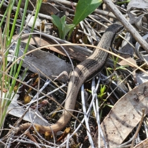 Morethia boulengeri at QPRC LGA - 11 Nov 2023 02:40 PM