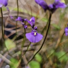 Utricularia dichotoma (Fairy Aprons, Purple Bladderwort) at QPRC LGA - 10 Nov 2023 by Csteele4