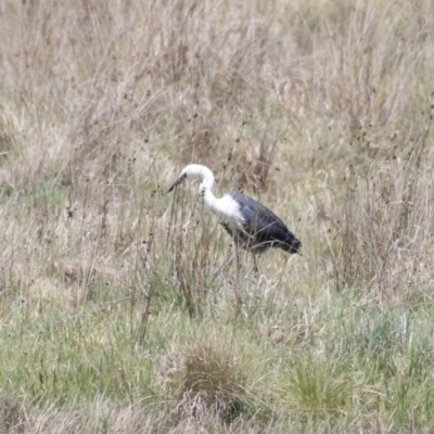 Ardea pacifica (White-necked Heron) at Kosciuszko National Park - 11 Nov 2023 by JimL