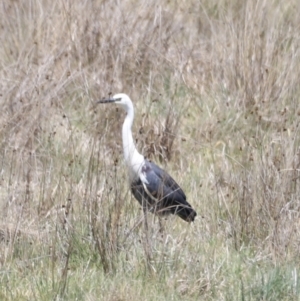 Ardea pacifica at Kosciuszko National Park - 11 Nov 2023