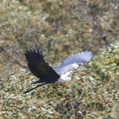 Ardea pacifica at Kosciuszko National Park - 11 Nov 2023