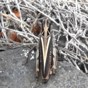 Cryptobothrus chrysophorus at Namadgi National Park - 10 Nov 2023 11:02 AM