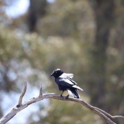 Corvus mellori (Little Raven) at Cooleman, NSW - 11 Nov 2023 by JimL