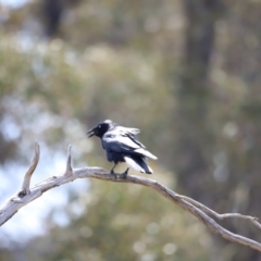 Corvus mellori at Kosciuszko National Park - 11 Nov 2023