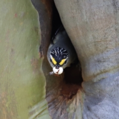 Pardalotus striatus (Striated Pardalote) at Kosciuszko National Park - 11 Nov 2023 by JimL