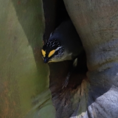 Pardalotus striatus at Kosciuszko National Park - 11 Nov 2023