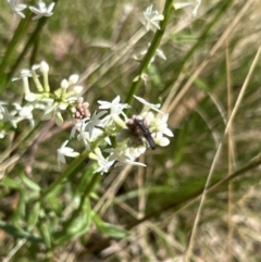 Stackhousia monogyna (Creamy Candles) at Bondo State Forest - 11 Nov 2023 by JimL