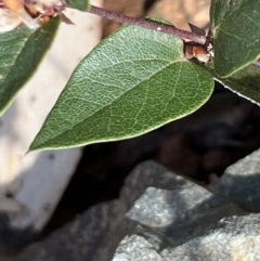 Platylobium montanum subsp. montanum (Mountain Flat Pea) at Brindabella, NSW - 11 Nov 2023 by JimL